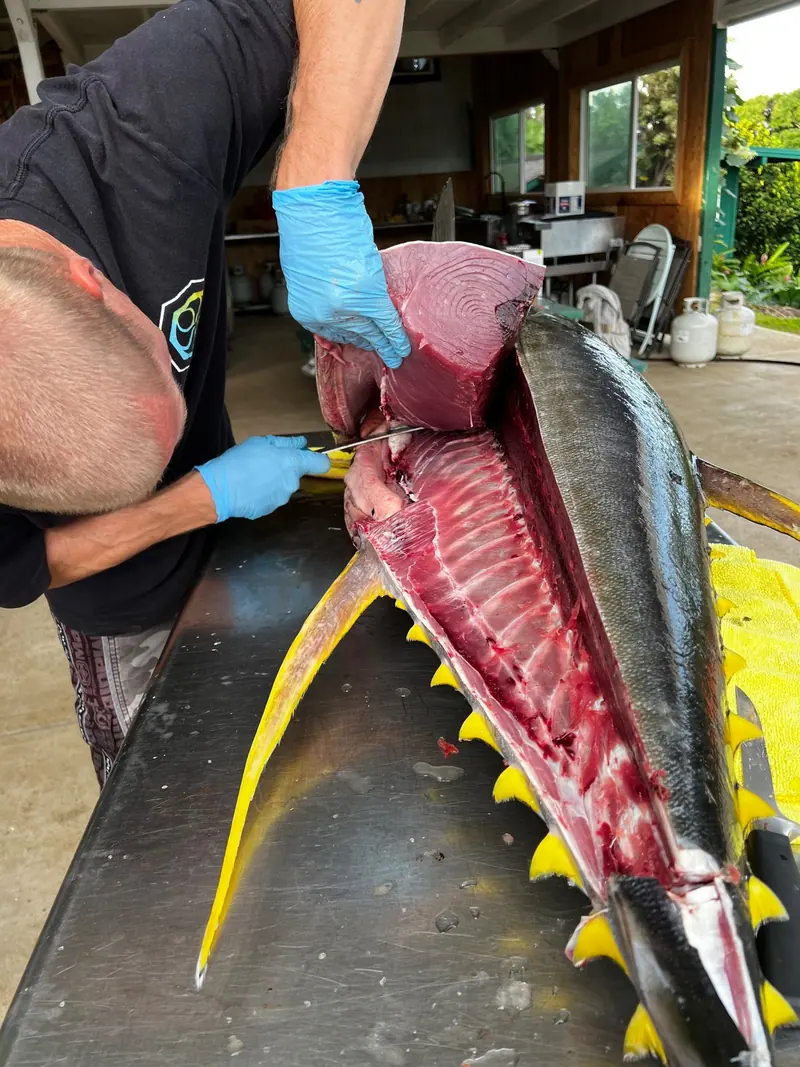 Breaking down a whole yellowfin tuna by hand on a steel table