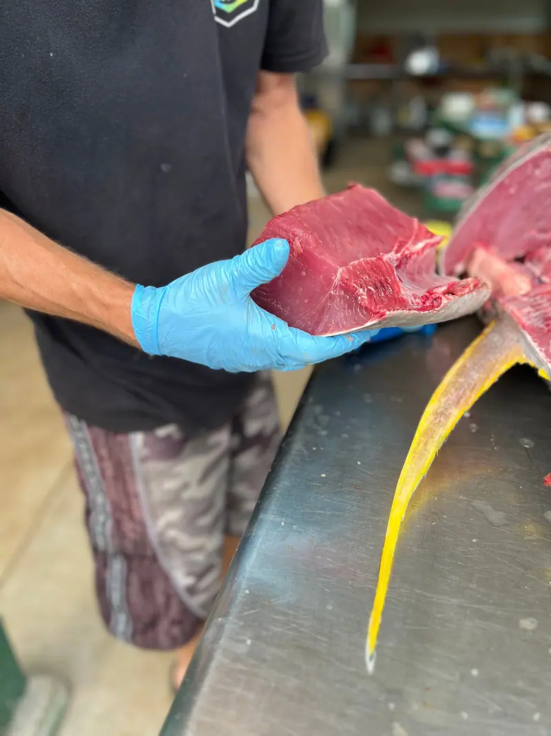 A gloved hand holding a fresh-cut piece of ahi next to the whole yellowfin tuna